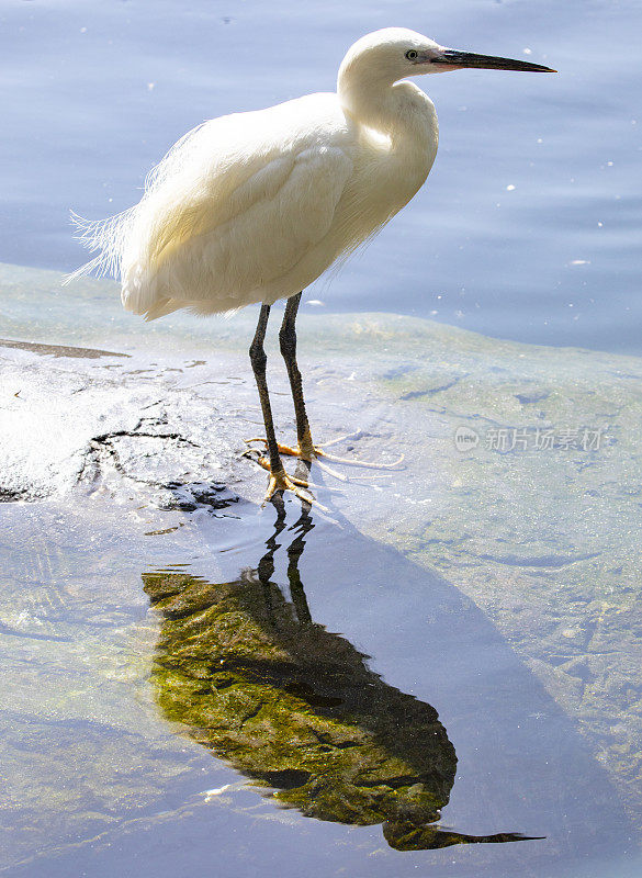 大白鹭(Ardea alba)肖像